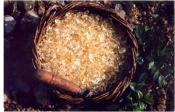 Mastic Powder - Usage & Health Benefits